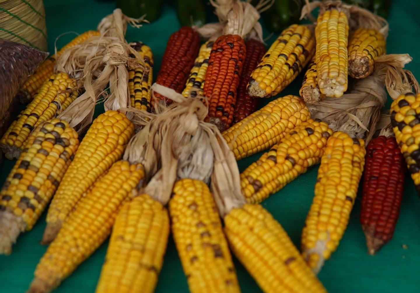 GRAN FERIA NACIONAL DE SEMILLAS NATIVAS Y CRIOLLAS 2024: UN ÉXITO DE INTEGRACIÓN Y RESISTENCIA