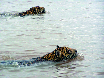 Proyecto de la Hidrovía del Pantanal destruiría un “paraíso en la Tierra”, advierten científicos