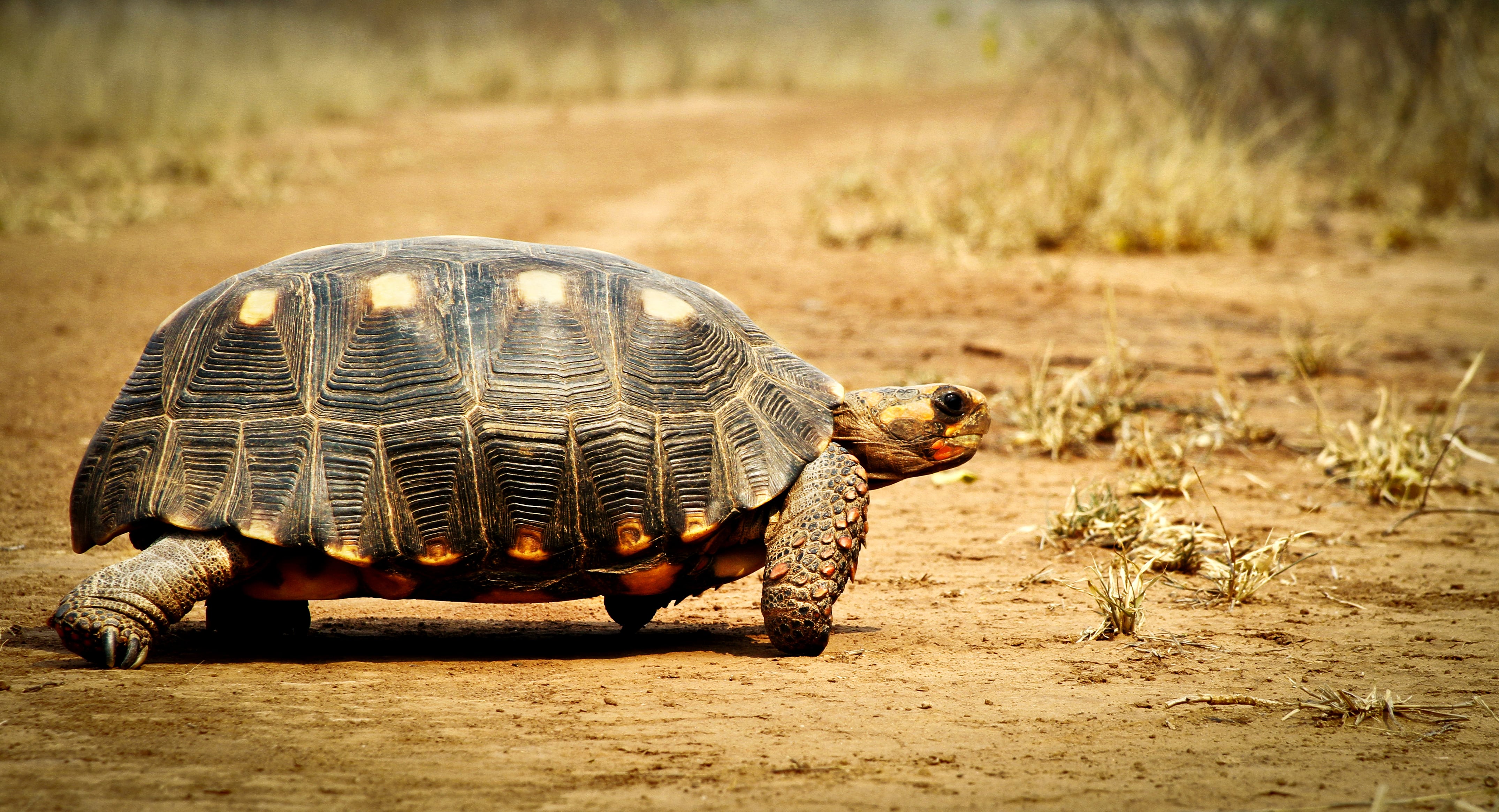 ¡EMERGENCIA AMBIENTAL EN EL PARAGUAY!  ¡UNA VEZ MÁS! LOS MÉDANOS DEL CHACO NO SE TOCAN.
