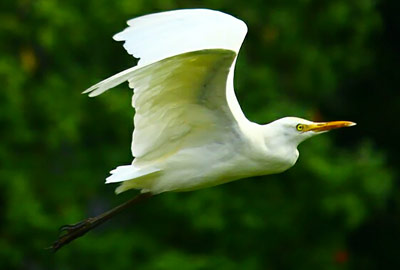 Concejales de Asunción violan Reserva Ecológica y atentan contra el valioso Santuario de Aves de la Bahía