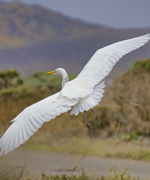 Concejales de Asunción violan Reserva Ecológica y atentan contra el valioso Santuario de Aves de la Bahía