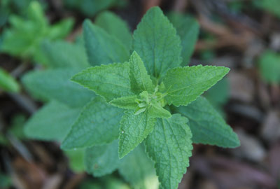 Centro de Ecodocumentación e Información Pública